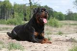 ROTTWEILER 248